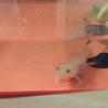 ウパ様