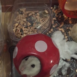 とある日のしらたまちゃん。