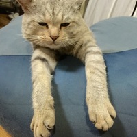 翔