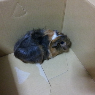 アビシニアンモルモットの里親様募集です2