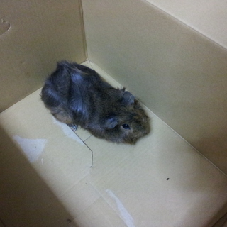 アビシニアンモルモットの里親様募集です3