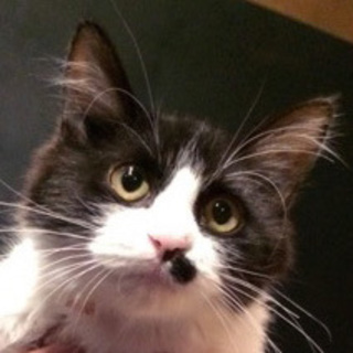 とにかく甘えん坊☆ふわふわな毛並み。あいばちゃん♪