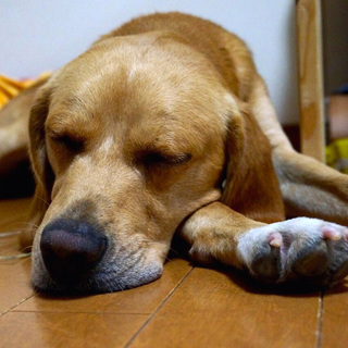 家族が出来ました！