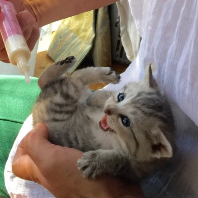 ねこちぐらさんのカバー写真