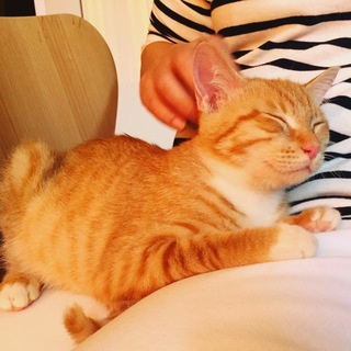 茶白のメスの美猫、ラッキー生後4カ月