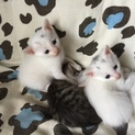 新しく子猫を家族に迎えてくださる方募集です。