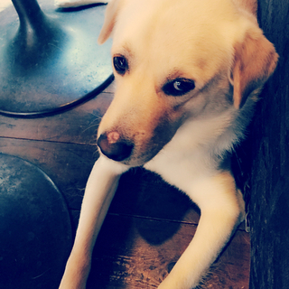 ラブラミックス3歳里親さん募集