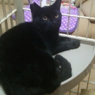 ムサシくん　とても人懐っこい子です