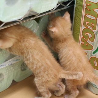 茶トラ三匹兄弟！尻尾の違いですぐ見分けられます♪