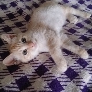 ☆公園で泣いていました　くらまくん☆