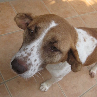 推定3歳位の雌のワンちゃん☆　避妊済！