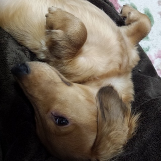 可愛がってくれる人募集します！