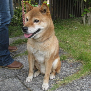 推定4歳~5歳の元気いっぱいの柴犬♪