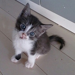 ☆グレー白のはちわれ男の子　ジゲンくん☆