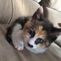 ふわふわ三毛猫