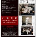 子猫里親さん募集！