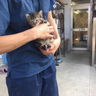 一か月半キジトラくん^_^ 幸せになりました！