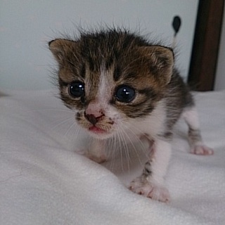 ☆可愛いキジ白男の子　まさはるくん☆