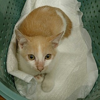 ☆可愛い茶トラ　男の子　りんたろう☆