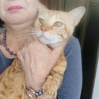 ☆公園に捨てられていました茶トラ　トラ太郎☆