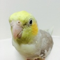 【オカメインコ】里親様が決まりました。