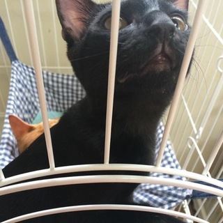 膝の上大好き、人慣れ黒子猫のマーくん