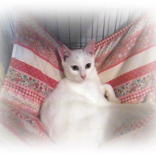 家族決定　ありがとうございました