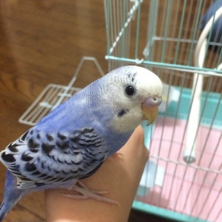 セキセイインコの里親募集します