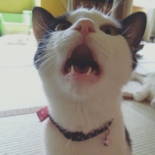 姫と官兵衛2匹一緒に、家族になってください！