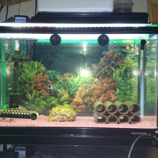 クラウンローチをもらってください