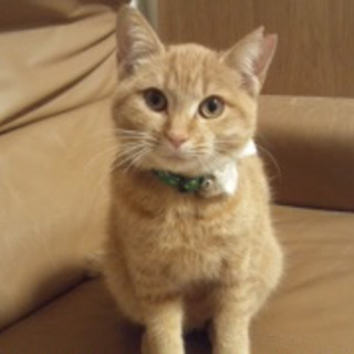 みやこちゃん　人なれしてます