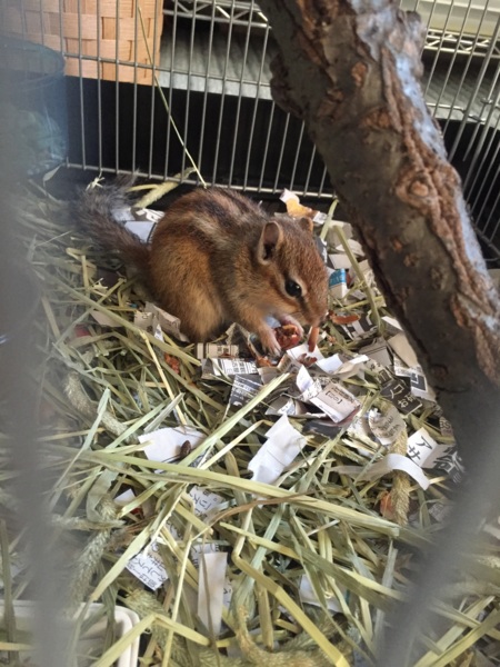 再募集！シマリスの里親さんを募集します。 サムネイル2