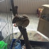 再募集！シマリスの里親さんを募集します。 サムネイル3