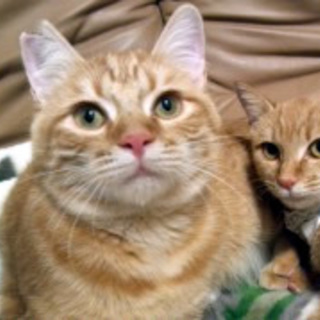 小晴くん　人なれしていて飼いやすい子です