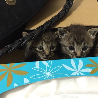 かわいい兄妹子猫です☆