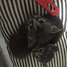 かわいい兄妹子猫です☆ サムネイル2