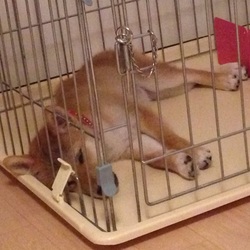 トイレトレーニング