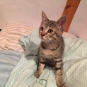 甘えん坊のクッキーちゃん(♂)です