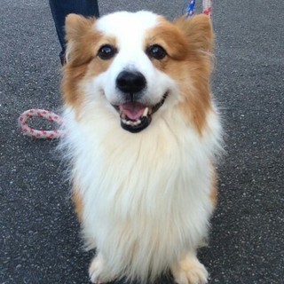 人が大好きコーギーの里親さま募集！