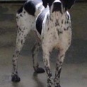 愛媛県動物愛護センターに収容されています。