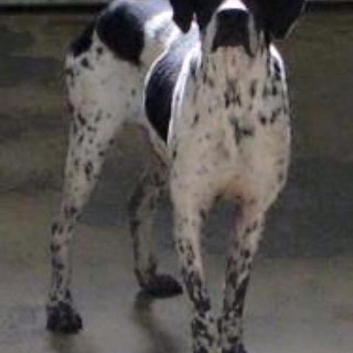 愛媛県動物愛護センターに収容されています。