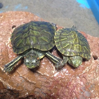 里親様決まりました、ありがとうございました。