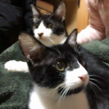 シロクロ 兄弟猫 里親さん募集