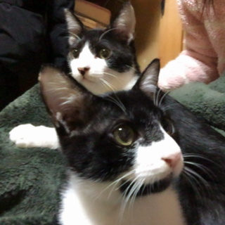 シロクロ 兄弟猫 里親さん募集