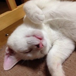 子猫・成猫の譲渡会！スカイツリー近くで開催！ サムネイル3