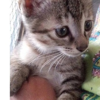 トライアル決定　きじとらちゃん♀茶トラ♀