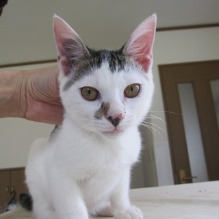 お留守番できますごろすりの人なつこいせな君 動画有