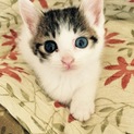 活発な子猫