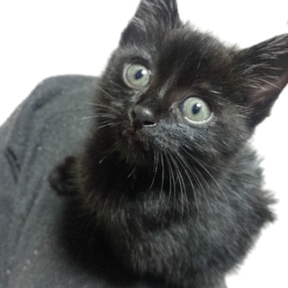 保護しました