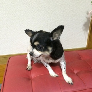 ロングコート チワワ 女の子